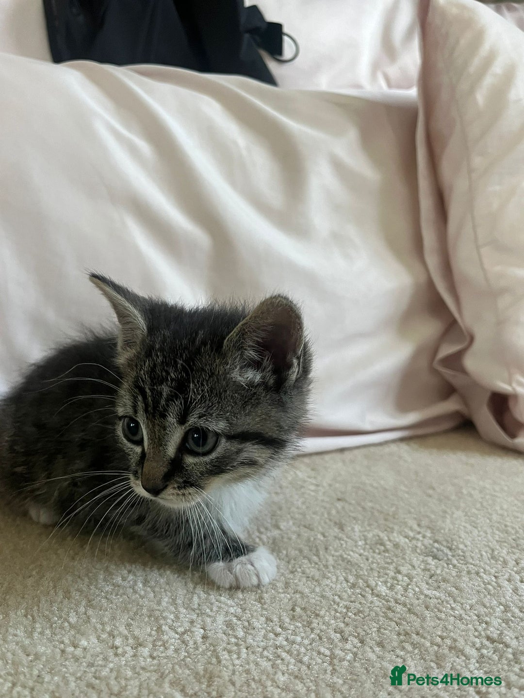 Ragdoll cats for sale: Ragdoll X Kittens - Image 23