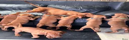 Hungarian Vizsla dogs for sale: Gorgeous Hungarian Vizsla puppies  - Advert 23