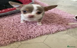 Chihuahua dogs for sale: Chihuahua Puppies For Sale - Advert 11
