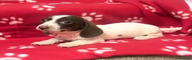 Miniature Dachshund 5