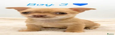 Chihuahua Puppy 3