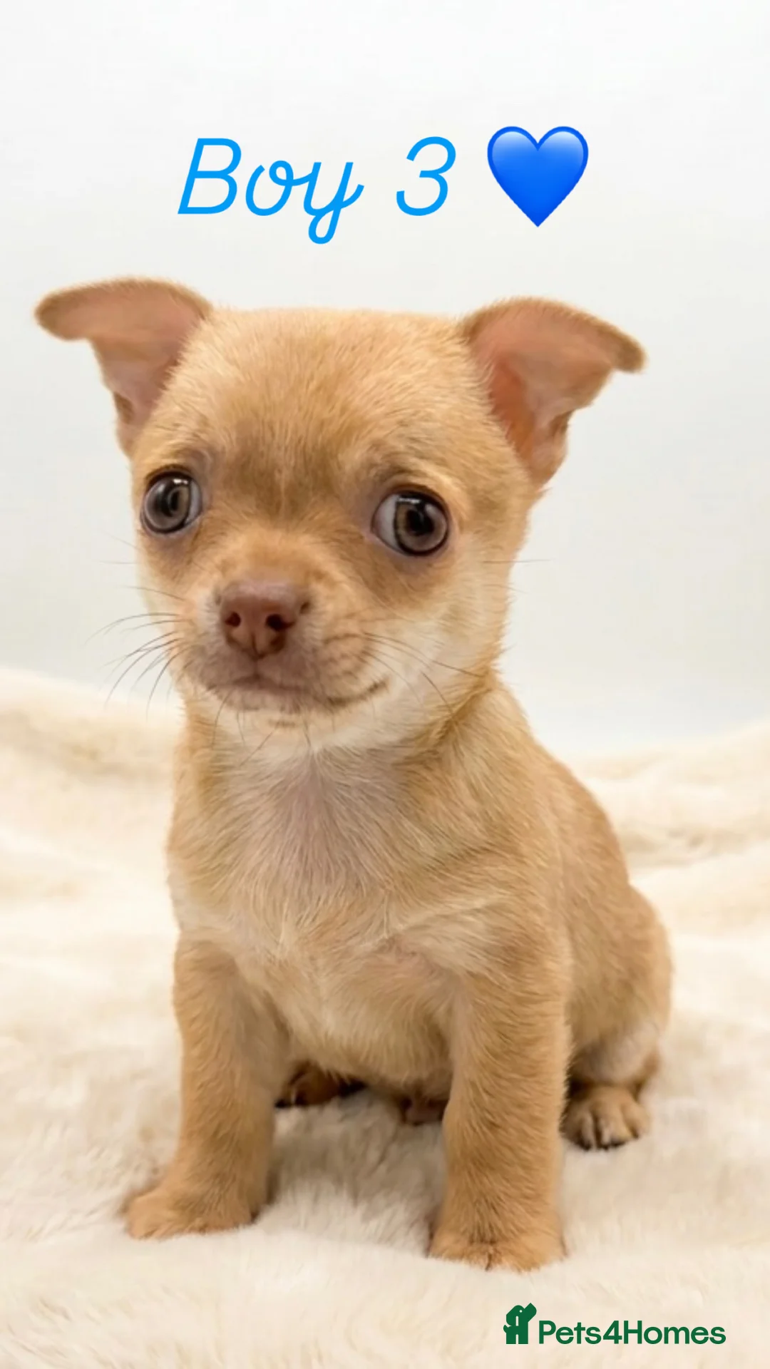 Chihuahua dogs for sale: Tiny smooth coat Chihuahua puppies - Advert 5
