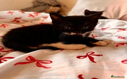 Domestic Shorthair cats for sale: 5x kittens  - Image 2