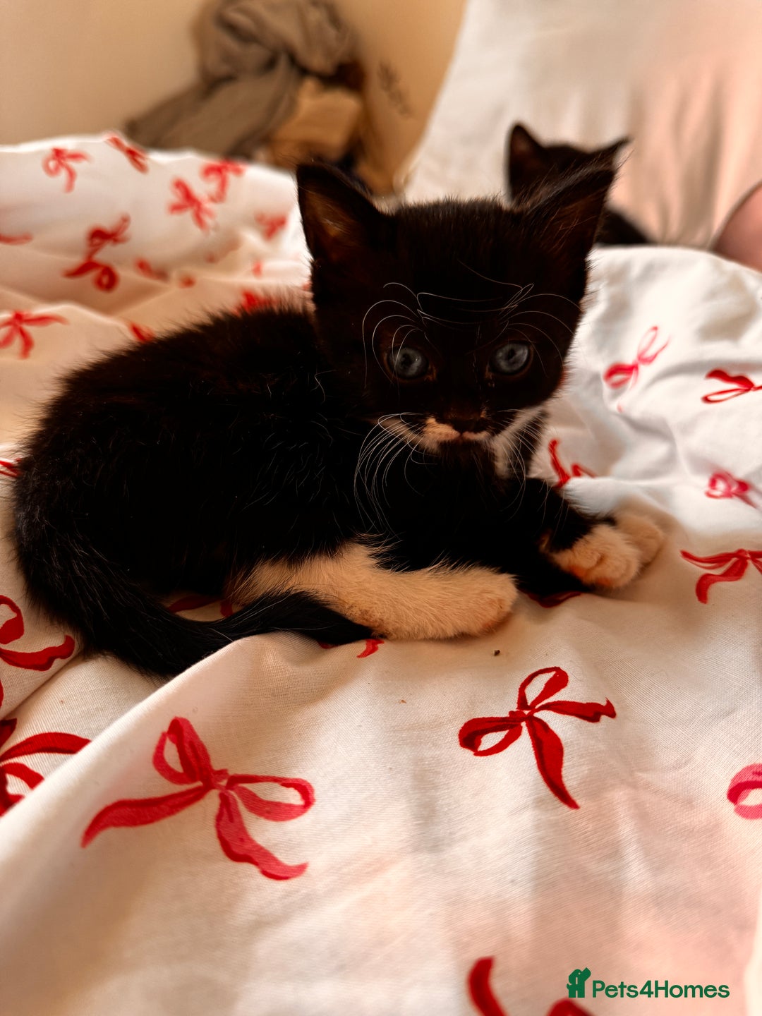 Domestic Shorthair cats for sale: 5x kittens  - Image 2