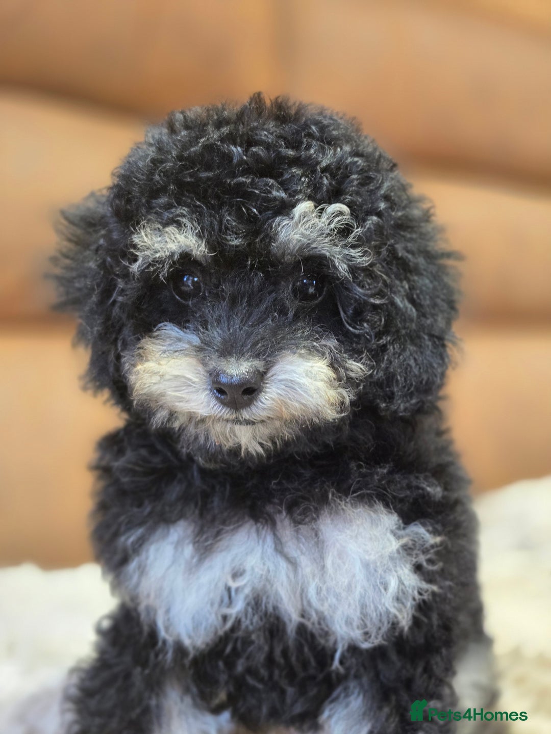 Toy Poodle dogs for sale: Gorgeous Tiny Toy Poodle Pups  - Image 19