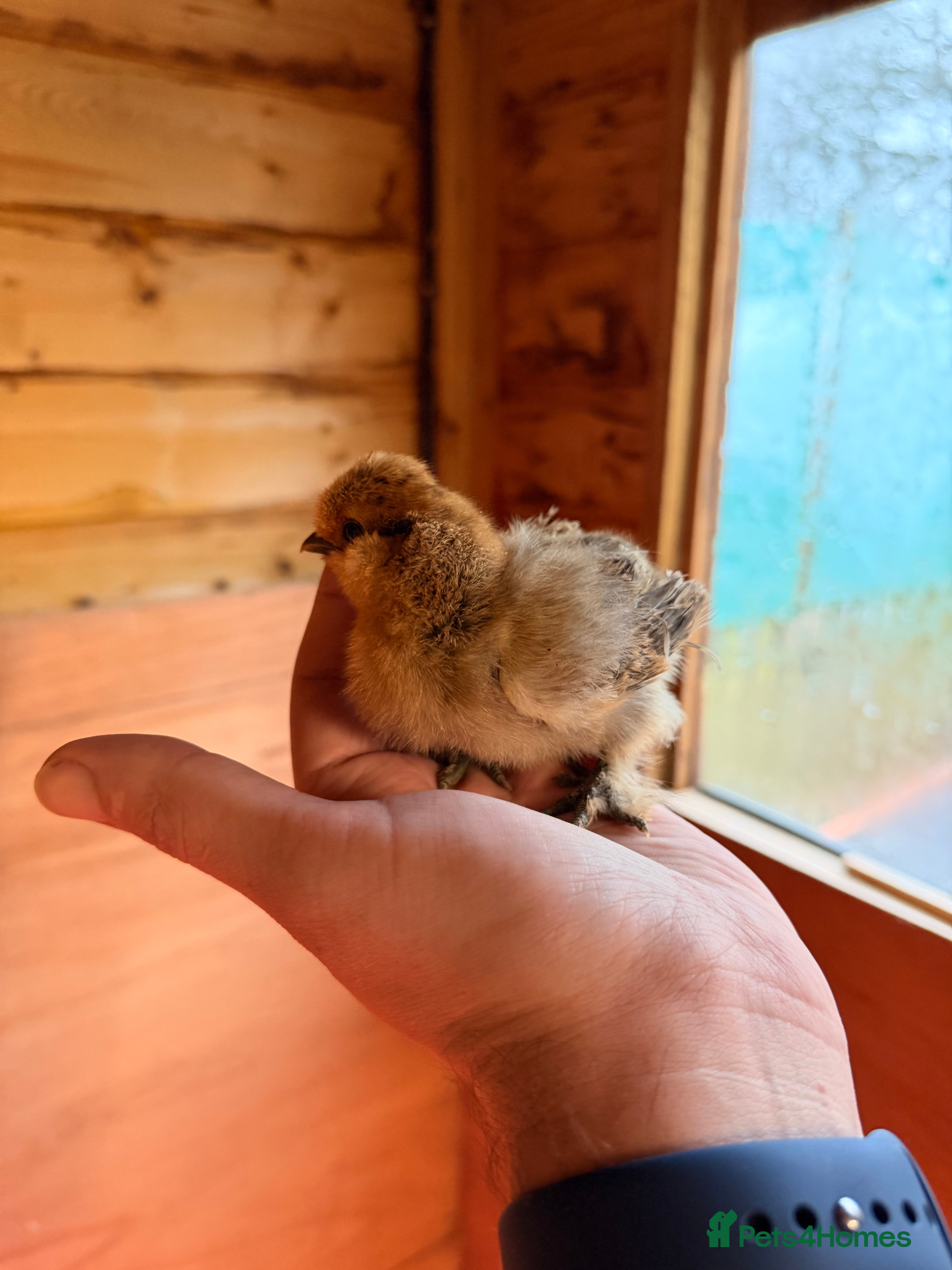 Chickens poultry Silkie Chickens - Advert 1