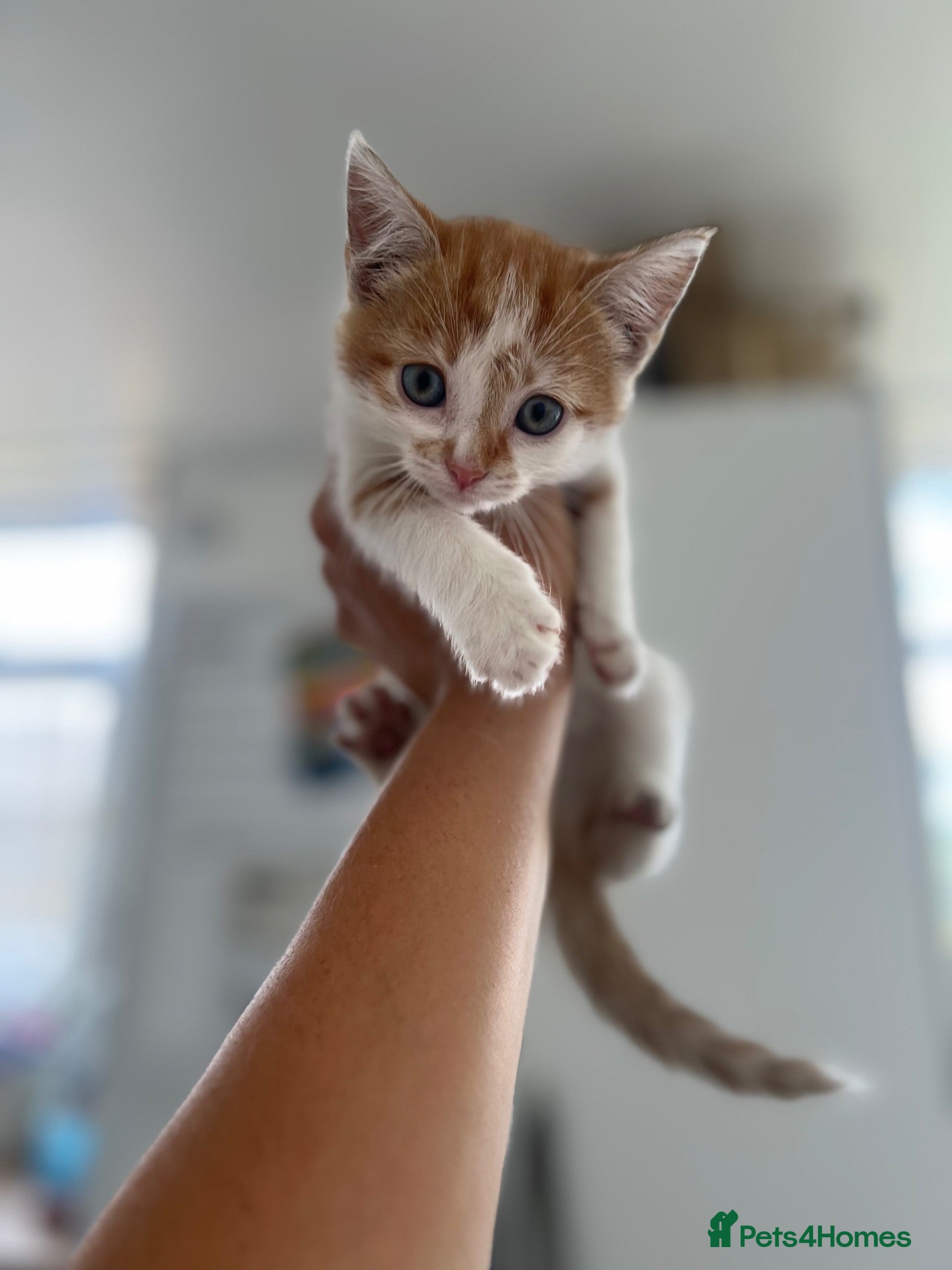 British Shorthair cats 2 adorable ginger tabbies - Advert 19