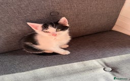 Mixed Breed cats for sale: Black and white kittens  - Image 8