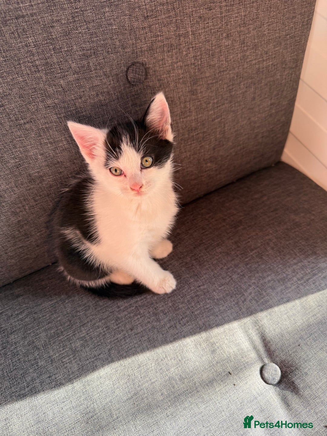 Mixed Breed cats for sale: Black and white kittens  - Image 8