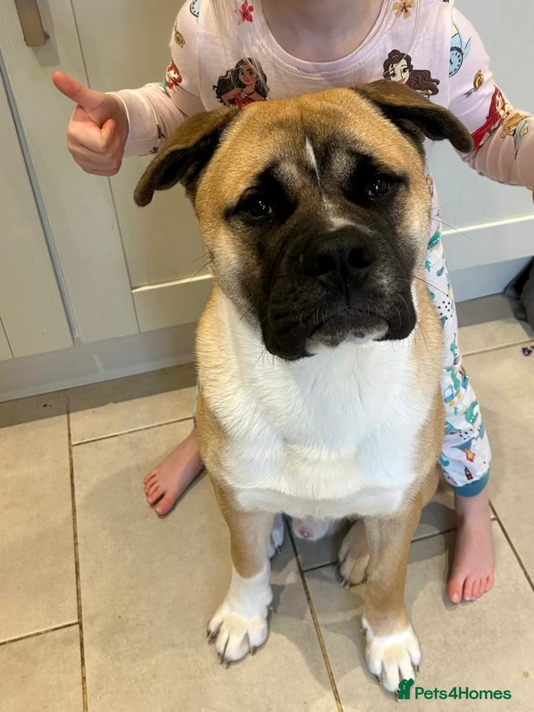 Mixed Breed dogs for sale: English Bulldog/American Akita cross (Dennis) in Colchester - Advert 2