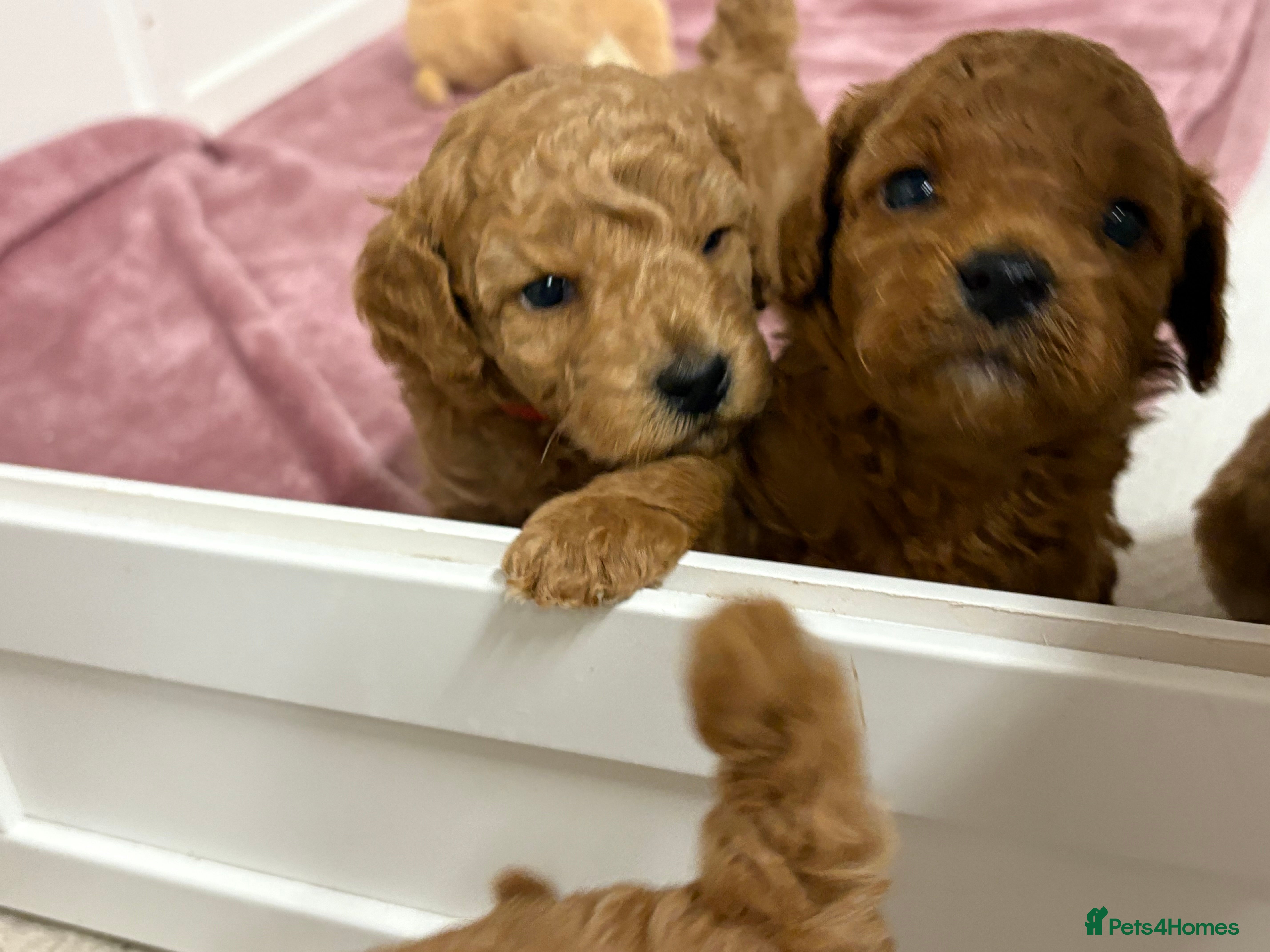 Cockapoo dogs Cockapoo puppies  - Advert 11