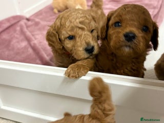 Cockapoo dogs Cockapoo puppies - Advert 1
