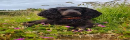 Cocker Spaniel dogs for sale: Working Cocker Spaniels 👀🏡 - Advert 1