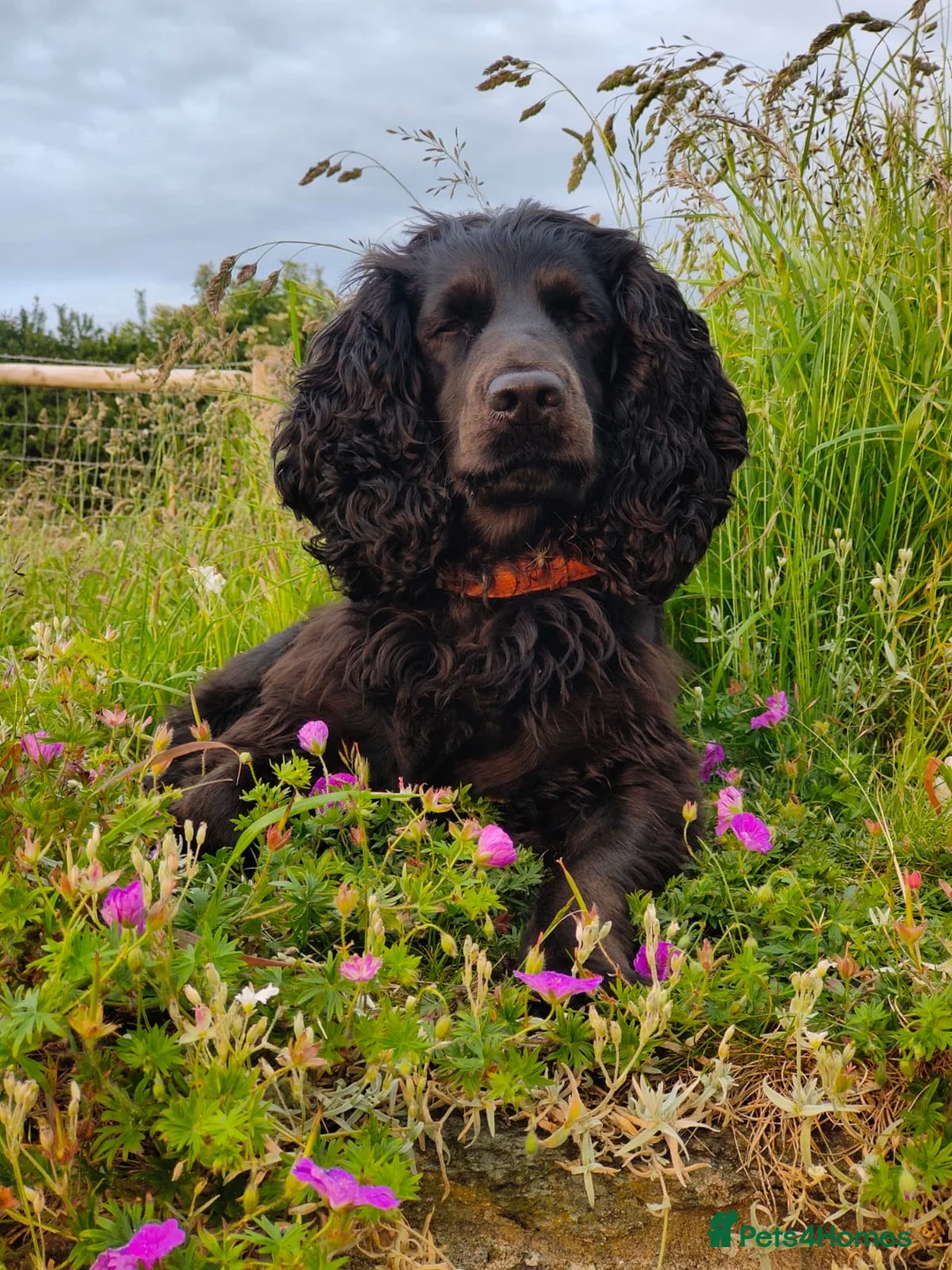 Cocker Spaniel dogs for sale: Working Cocker Spaniels 👀🏡 - Advert 1