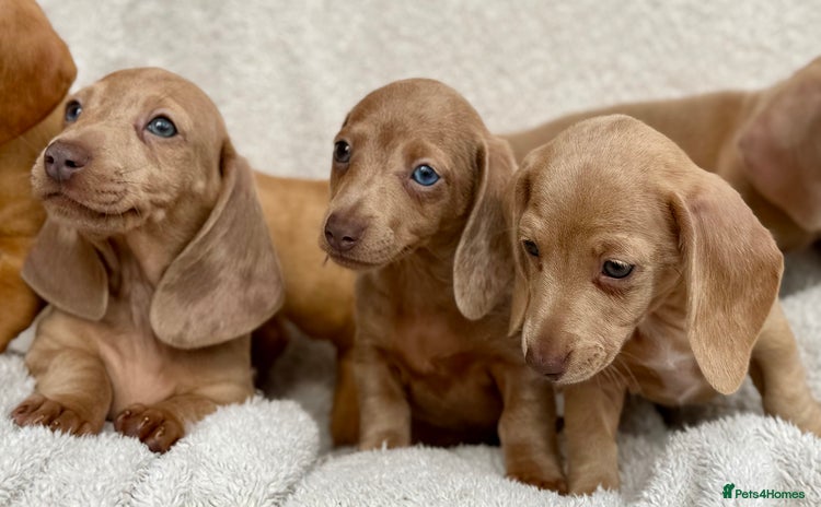 Miniature Dachshund dogs - Advert 5