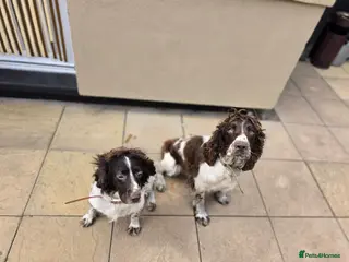 English Springer Spaniel dogs English Springer spaniel puppy's for sale - Advert 15
