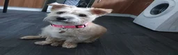Cairn Terrier dogs for sale: One year five months cairn terrier  - Advert 6