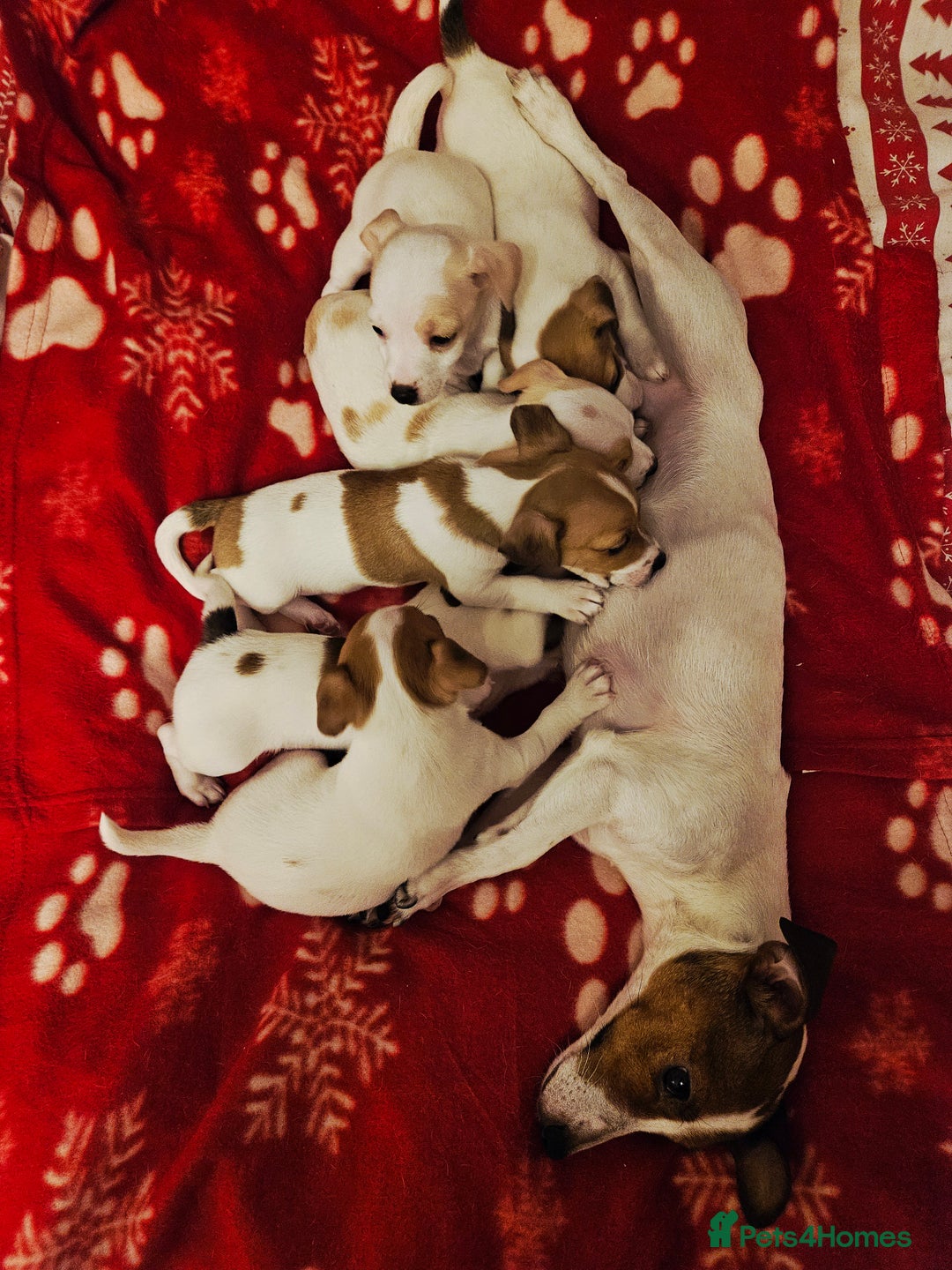 Jack Russell dogs for sale: LOVELY JACK RUSSELL PUPPIES FOR SALE. - Advert 4