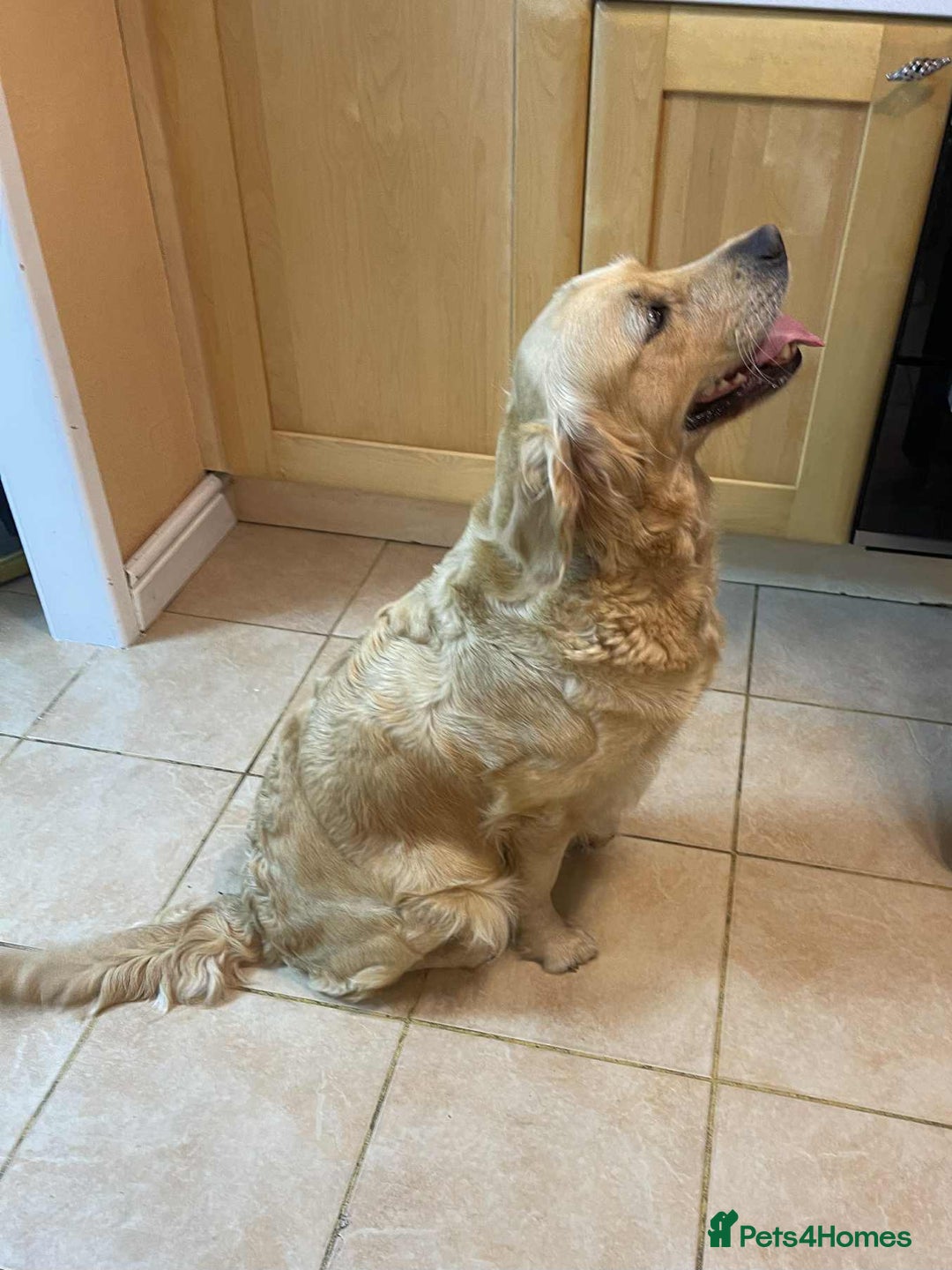 Golden Retriever dogs for sale: Golden retriever  - Image 6