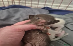 Oriental cats for sale: Oriental kittens  - Image 4