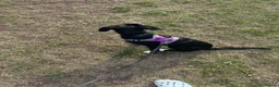 Mixed Breed dogs for sale: 5 month old puppy for sale  in Barrow-in-Furness - Advert 2