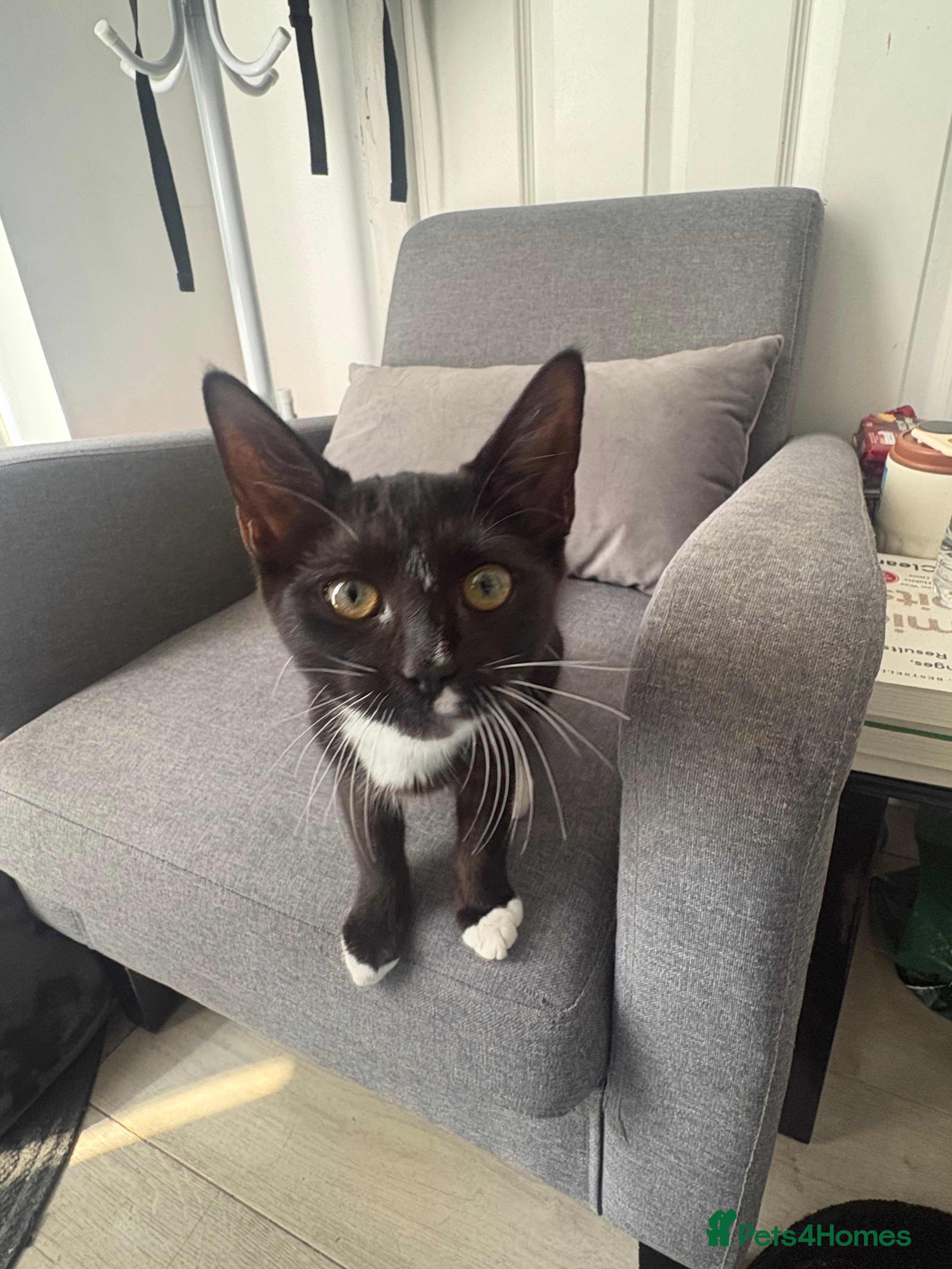 Mixed Breed cats     Adorable Black & White Tuxedo Kitten - Advert 2