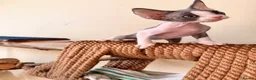 Devon Rex cats for sale: beautiful Devon Rex kittens  - Advert 17