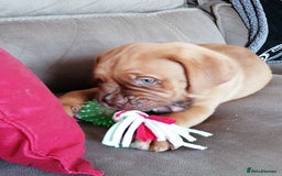Dogue De Bordeaux dogs for sale: Gorgeous DOUGUE Babies - Image 21