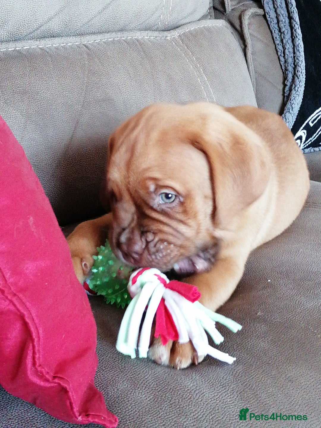 Dogue De Bordeaux dogs for sale: Gorgeous DOUGUE Babies - Image 21