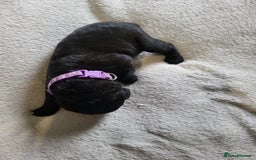 Labrador Retriever dogs for sale: 9 Gorgeous Labrador Puppies  - Image 7