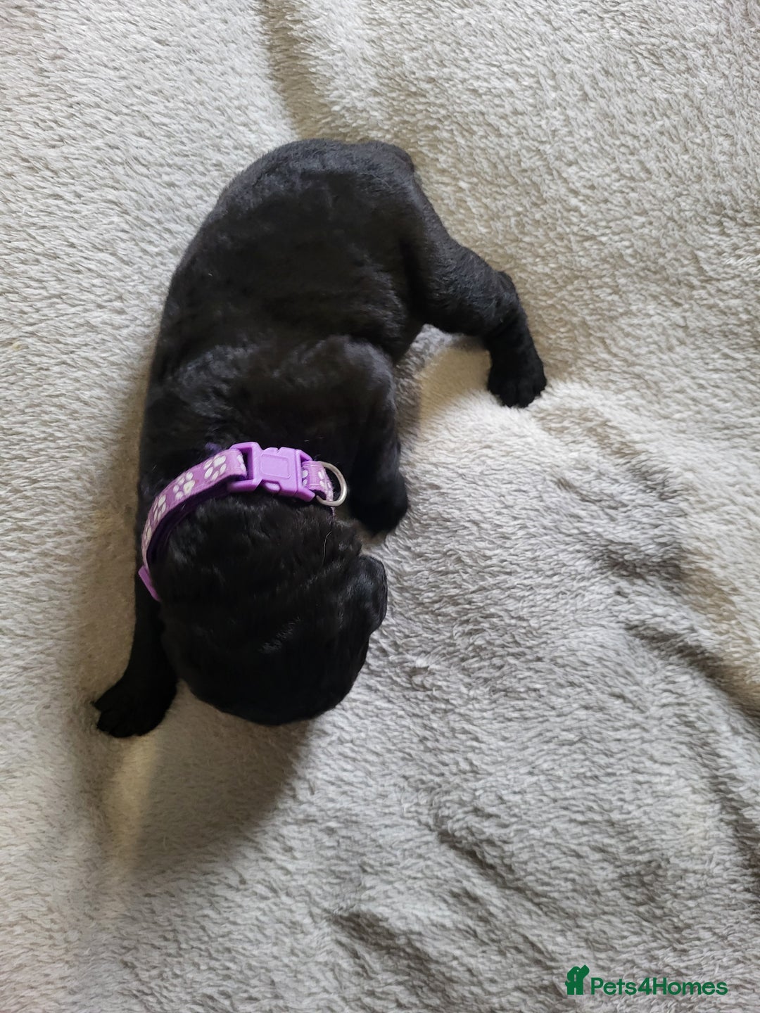 Labrador Retriever dogs for sale: 9 Gorgeous Labrador Puppies  - Image 7