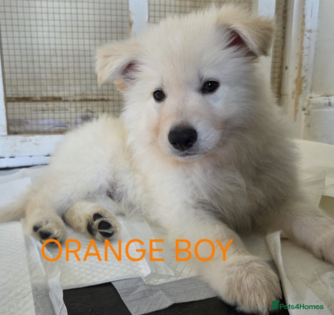 German Shepherd dogs White German Shepherd Puppies ready to leave - Advert 1