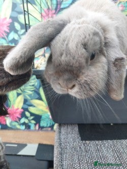 Dwarf Lop rabbits Adult Dwarf Lop for re homing - Advert 2