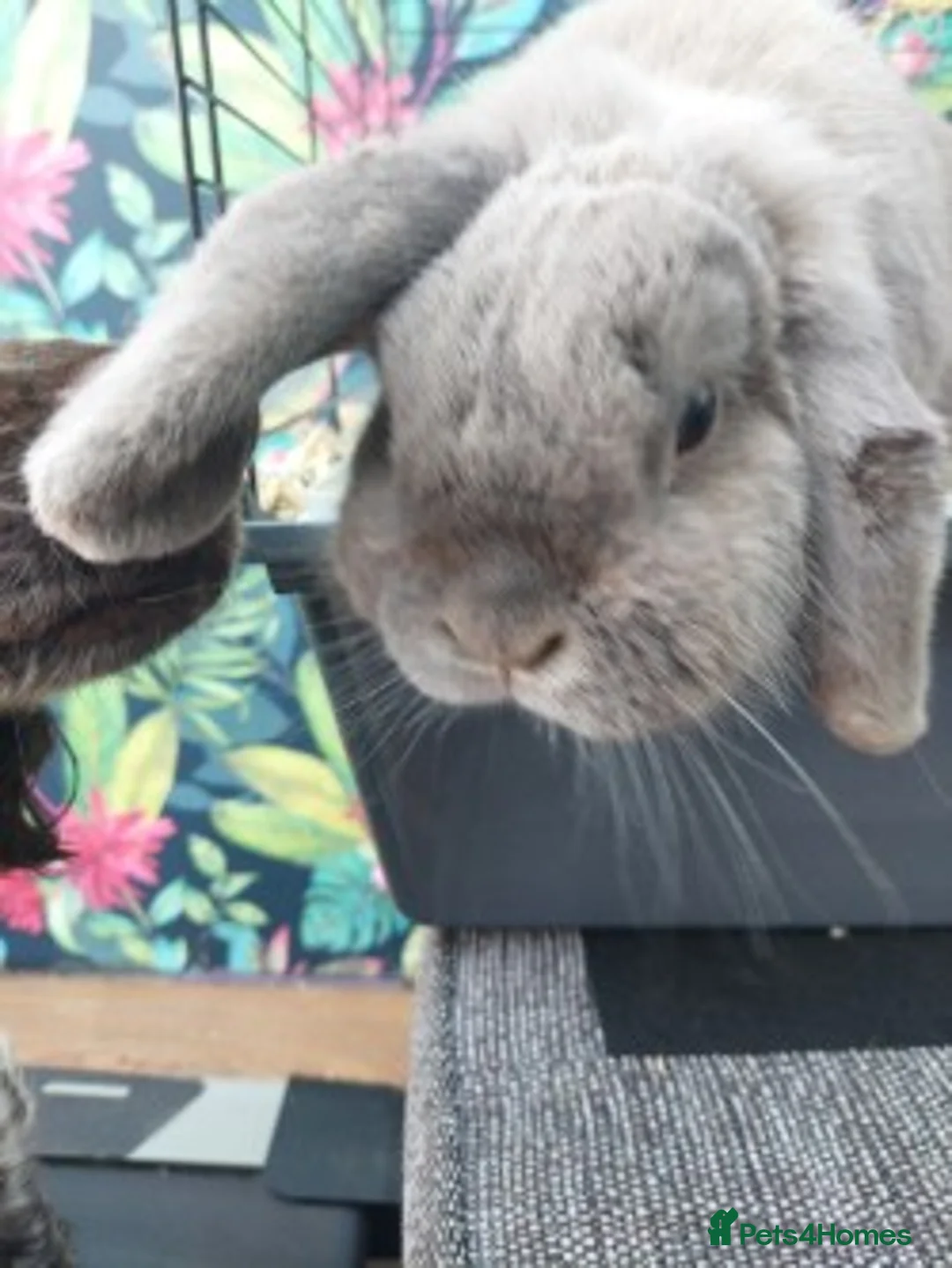 Dwarf Lop rabbits for sale: Adult Dwarf Lop for re homing in Birmingham - Advert 1