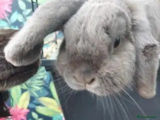 Dwarf Lop rabbits Adult Dwarf Lop for re homing - Advert 2