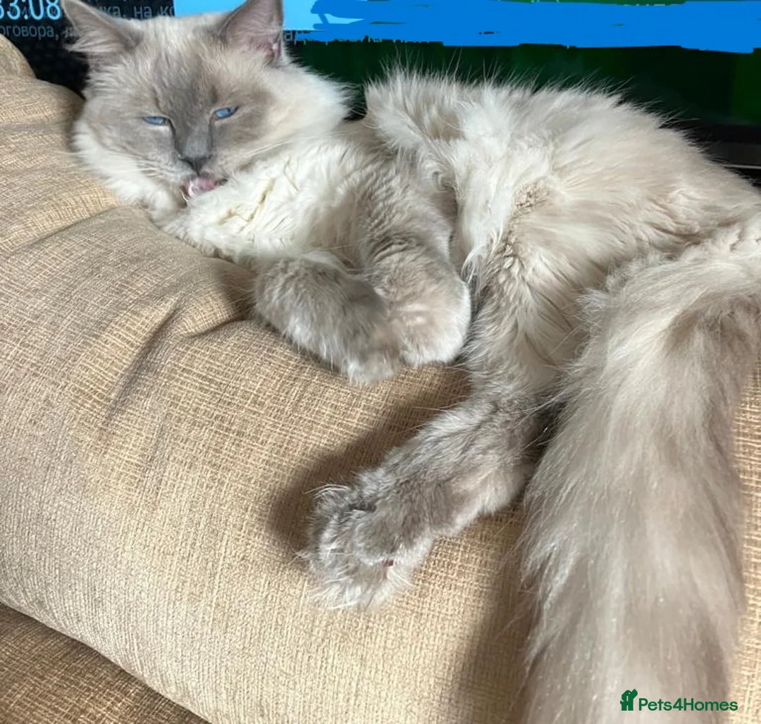 Ragdoll cats for sale: Pure Ragdoll Kittens - Advert 12