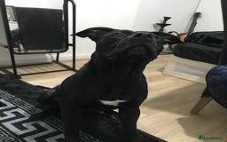 American Bull Staffy dogs for sale: 54 greenwood road merton mitcham - Image 4