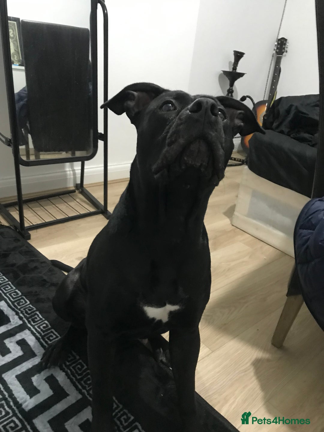 American Bull Staffy dogs for sale: 54 greenwood road merton mitcham - Image 4