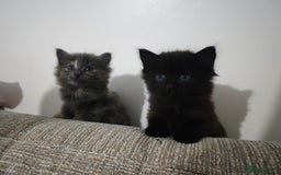 Nebelung cats for sale: Kittens  - Image 20