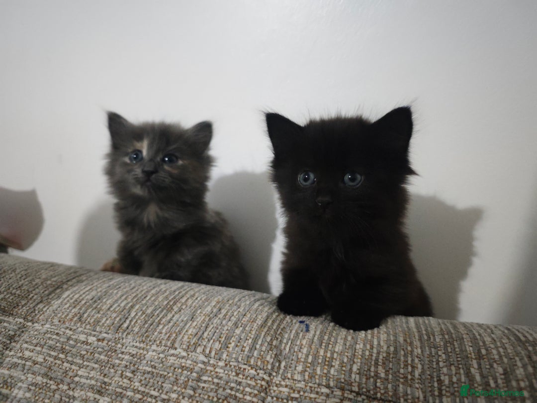 Nebelung cats for sale: Kittens  - Image 20