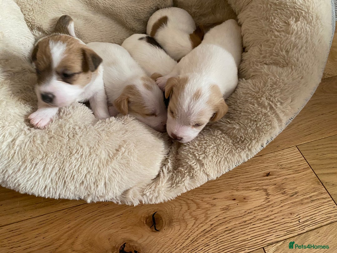 Jack Russell dogs for sale: Long/Broken coated Jack Russel - Image 7