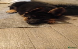 German Shepherd dogs for sale: 9 week old german shepard - Image 3