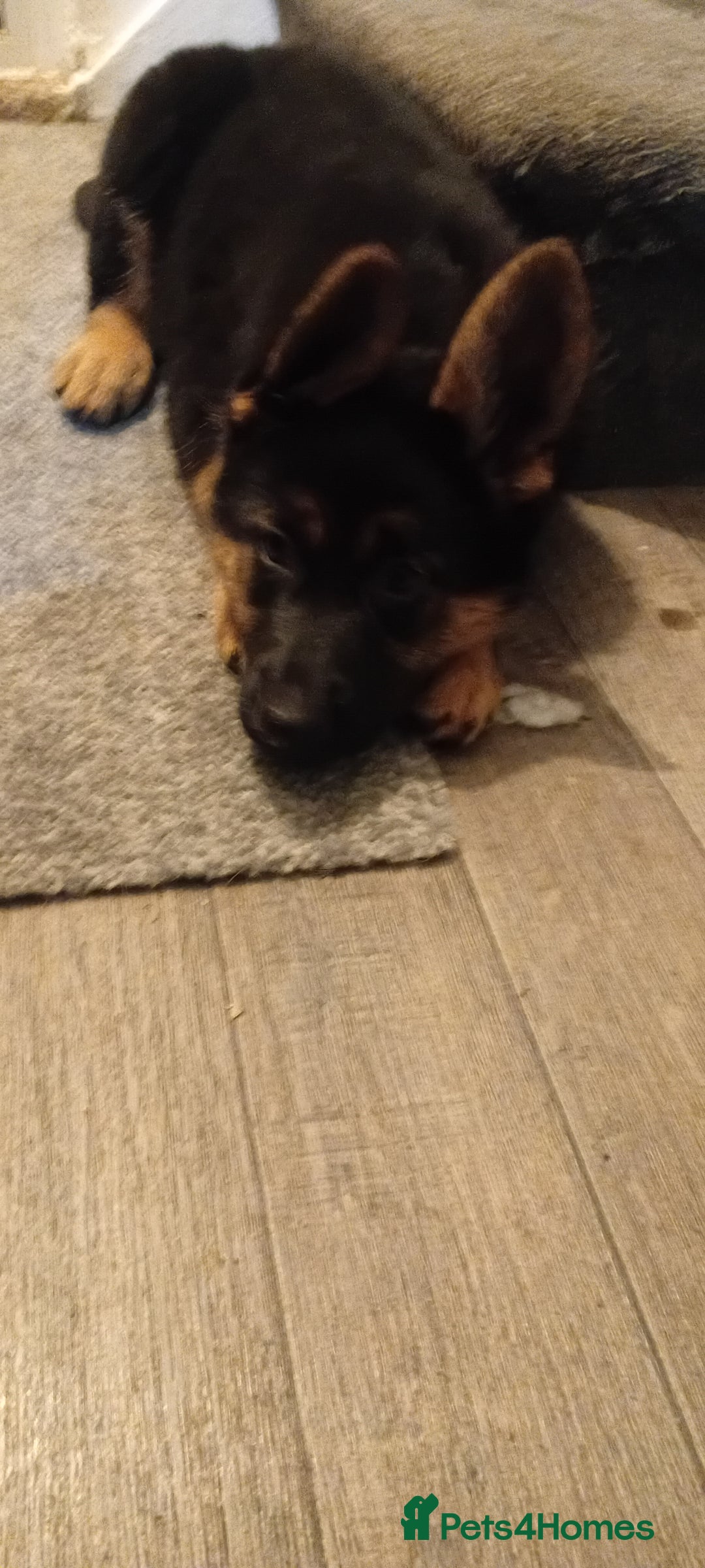 German Shepherd dogs for sale: 9 week old german shepard - Image 3