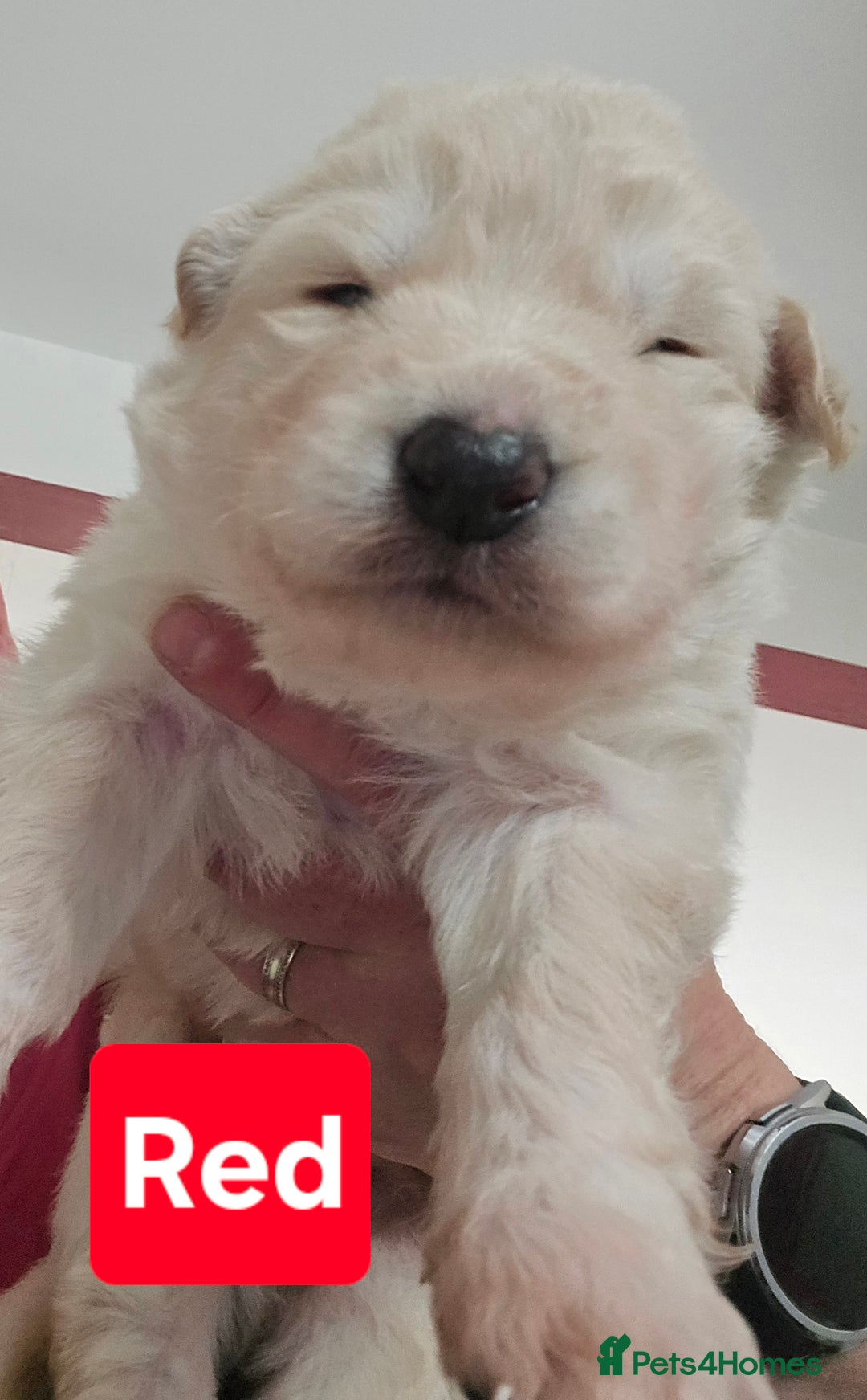 German Shepherd dogs for sale: Ready this Thur 17 July KCReg GSD 1 boy left £1300 in Kingussie - Image 6