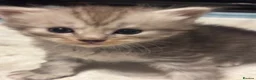 Ragcoon cats for sale: 🐾 Adorable RAGCOON Kittens ! 🐾 - Advert 11