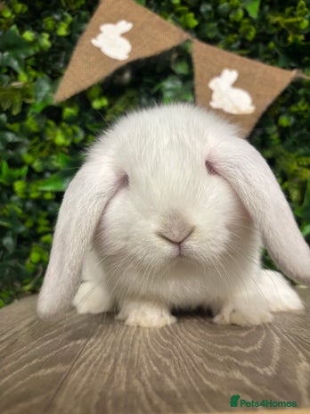 Mini Lop rabbits BEAUTIFUL BABY LOP BUNNIES - Advert 2