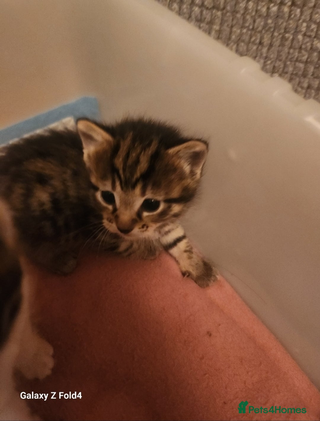 Mixed Breed cats for sale: 4 gorgeous kittens - Image 9