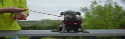Italian Greyhound dogs for sale: Kc registered Italian greyhound pups  - Advert 16