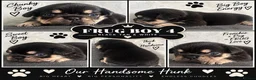 Frug dogs for sale: Stunning litter of 8 little FRUG boys  - Advert 9