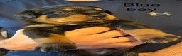 Rottweiler dogs for sale: Beautiful Rottweiler puppies in Derby - Advert 3